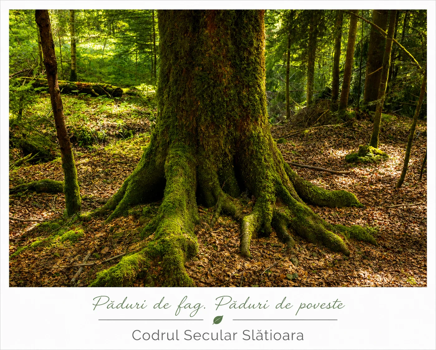 Codrul Secular Slătioara – UNESCO miniatura 7