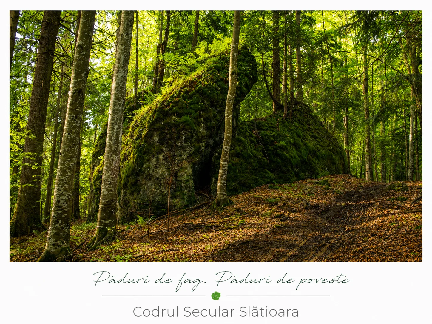 Codrul Secular Slătioara – UNESCO miniatura 8