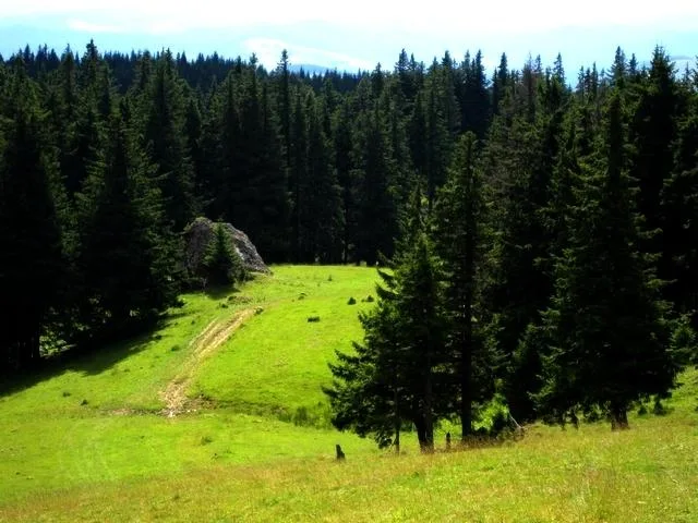 Fânețele Montane Todirescu imagine 2