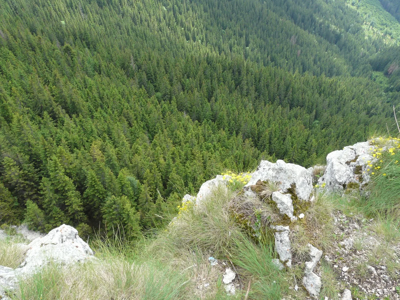 Fânețele Montane Todirescu miniatura 4